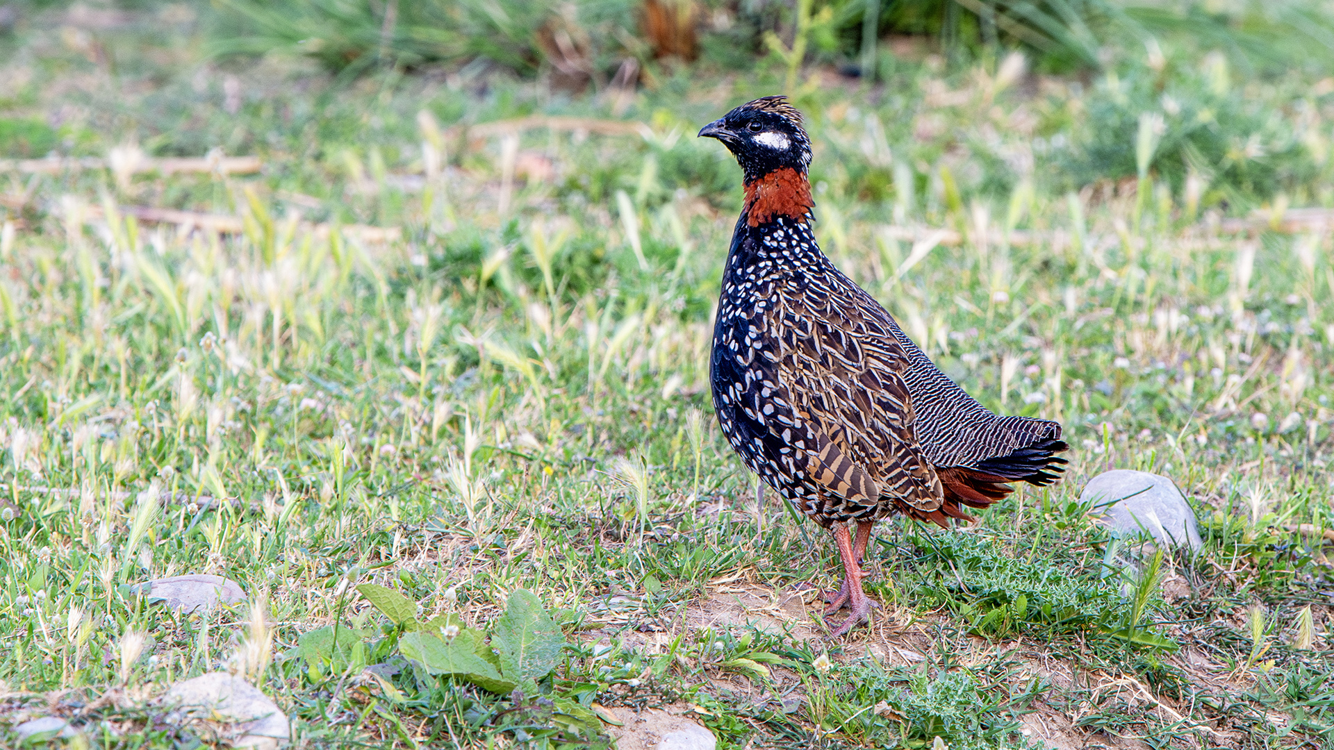 Black Francolin